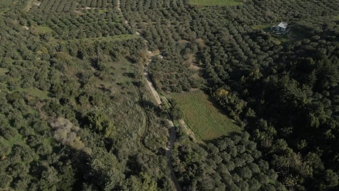 在日光下，一架无人机从高角度俯视一个橄榄树花园。一条弯弯曲曲的小路穿过橄榄树。它位于希腊克里特岛的哈