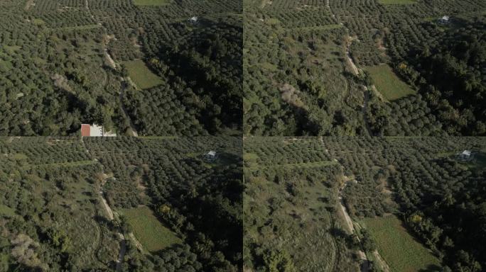 在日光下，一架无人机从高角度俯视一个橄榄树花园。一条弯弯曲曲的小路穿过橄榄树。它位于希腊克里特岛的哈