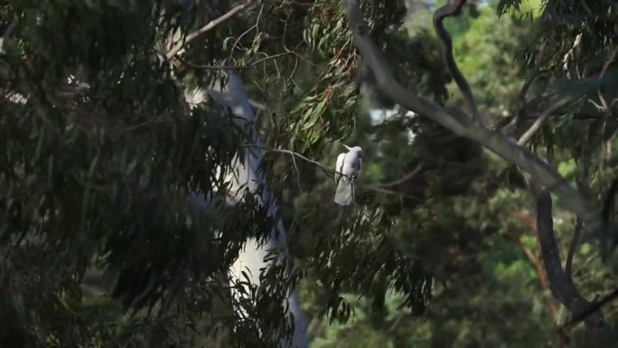 大风天，一只凤头鹦鹉站在一棵桉树上