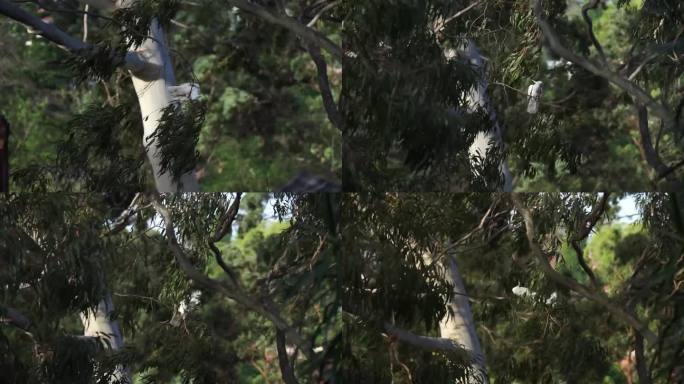 大风天，一只凤头鹦鹉站在一棵桉树上
