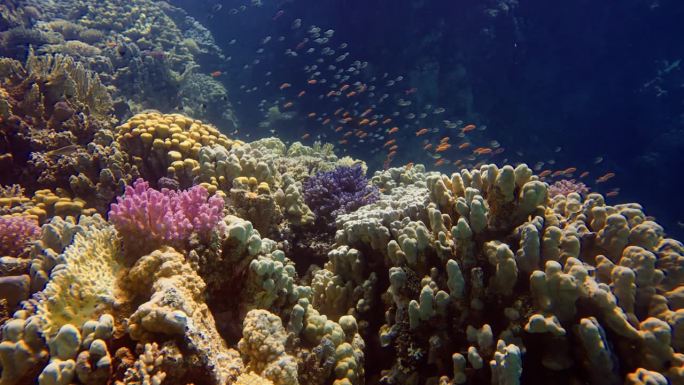 暗礁珊瑚景观-一群刺尾珊瑚或海金龟(拟刺尾珊瑚)在莴苣珊瑚或黄卷珊瑚(Turbinaria reni