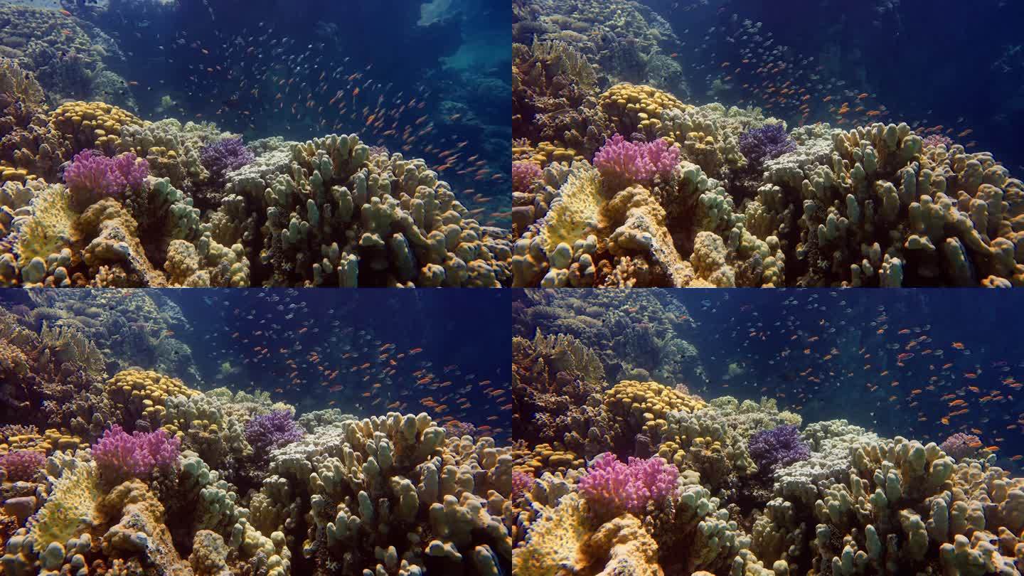 暗礁珊瑚景观-一群刺尾珊瑚或海金龟(拟刺尾珊瑚)在莴苣珊瑚或黄卷珊瑚(Turbinaria reni
