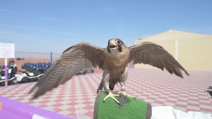 迪拜，一只阿拉伯猎鹰和一只猛禽的视频