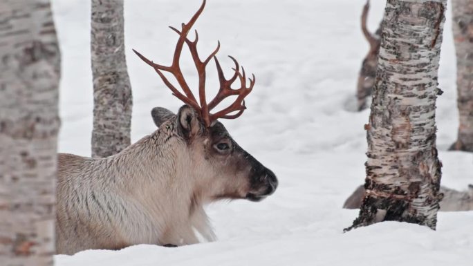 挪威驯鹿或北美驯鹿(Rangifer tarandus)在大雪下休息的特写
