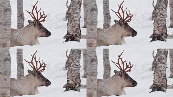 挪威驯鹿或北美驯鹿(Rangifer tarandus)在大雪下休息的特写