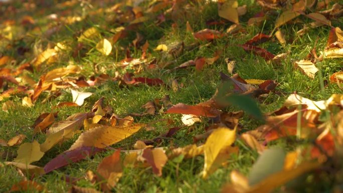 特写:五颜六色的秋叶从树上飘落，躺在绿色的草地上
