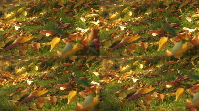 特写:五颜六色的秋叶从树上飘落，躺在绿色的草地上