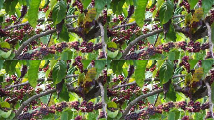生长在越南罗布斯塔咖啡树枝上的咖啡束，绿色和成熟的咖啡，美丽的颜色，咖啡浆果的特写镜头