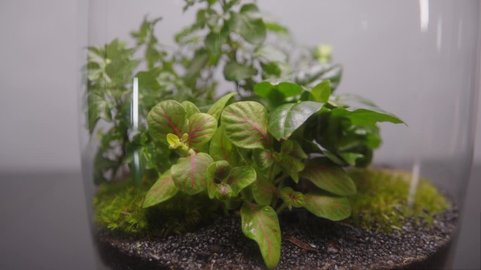 热带小型多肉植物花园生长在一个罐子极端特写显示背景