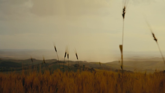 托斯卡纳美丽乡村的山顶上金黄色的小麦