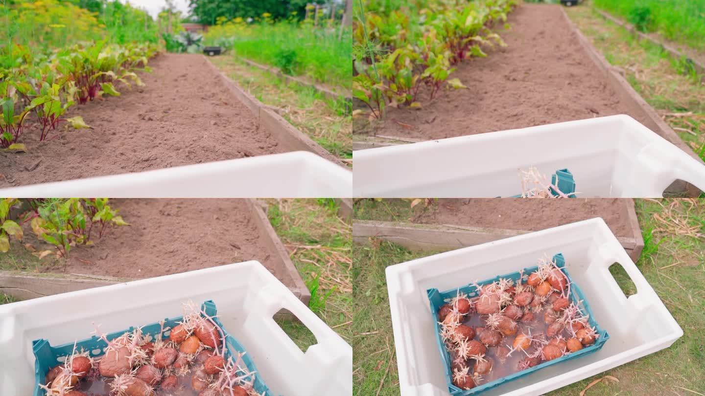 花园的一部分床是用来种植土豆的，被宽恕的土豆在消毒剂中浸泡