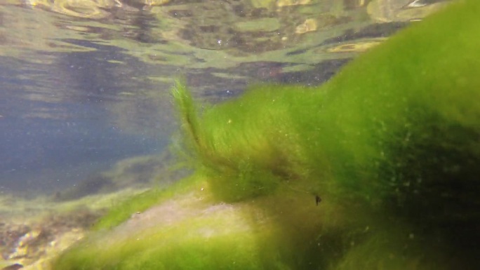 河藻漂浮在高山河流的水面以下