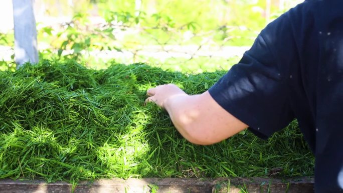 一名妇女在堆肥坑里用手将刚割下的一束绿草分散压下，特写，慢动作。园艺中的地膜和有机肥。生态友好型环境