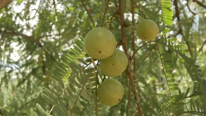 维生素C印度醋栗果实，天然抗氧化水果，amla