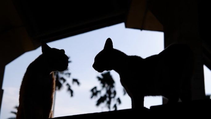两只猫的剪影在吼叫和打斗