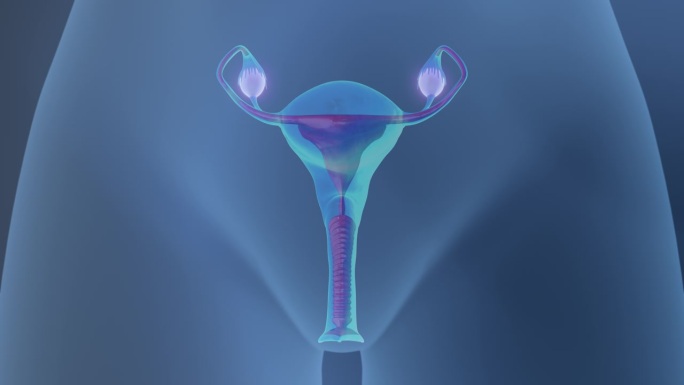 女性的生殖机制脏器器官生殖器官