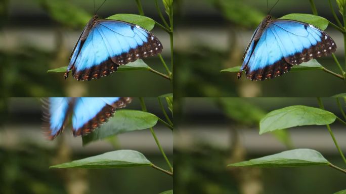 一只墨涅劳斯蓝色大闪蝶的特写