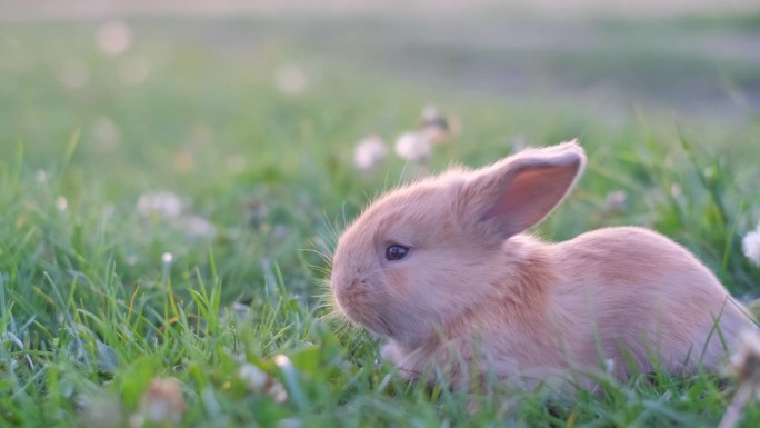 可爱的复活节橙色兔子在绿草地上。夏天，小兔子在户外散步。