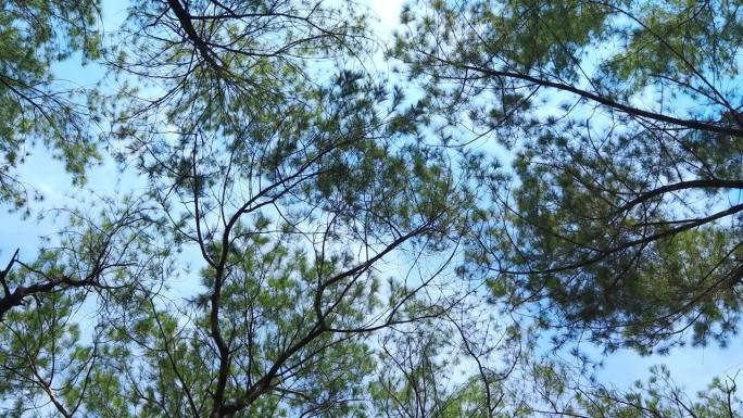 一个美丽的天然松林，在白天是完美的。