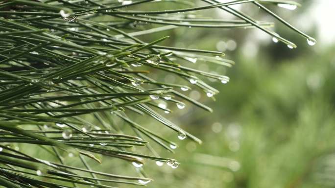 脚步雨滴