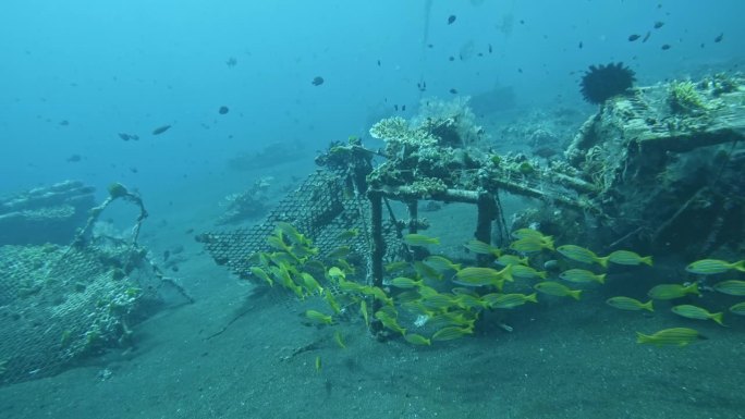 珊瑚礁恢复，再生珊瑚，重建巴厘岛的珊瑚礁。