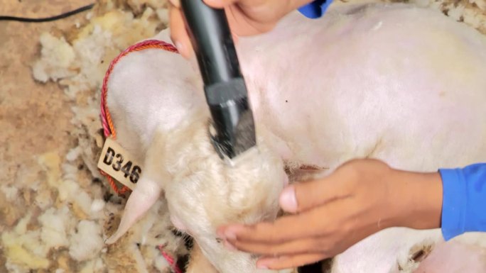 在印度尼西亚的一个乡村农场，农民正在剪羊毛。羊被放在地上。中杯。