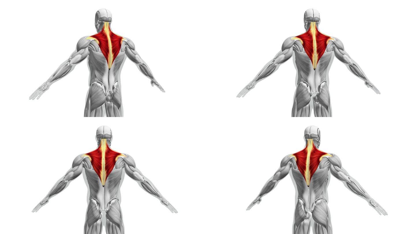 斜方肌解剖人体透视医学研究男性病