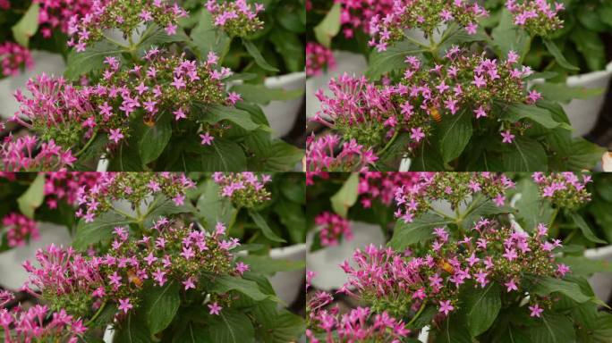 野生蜜蜂为粉红色的五缘杉花授粉。