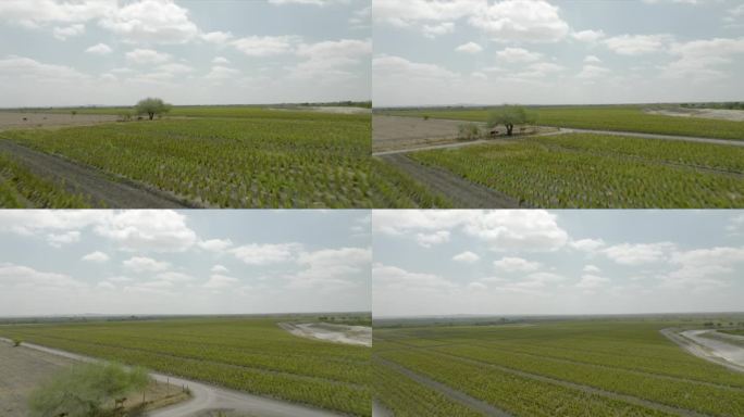 航拍无人机拍摄的芦荟植物