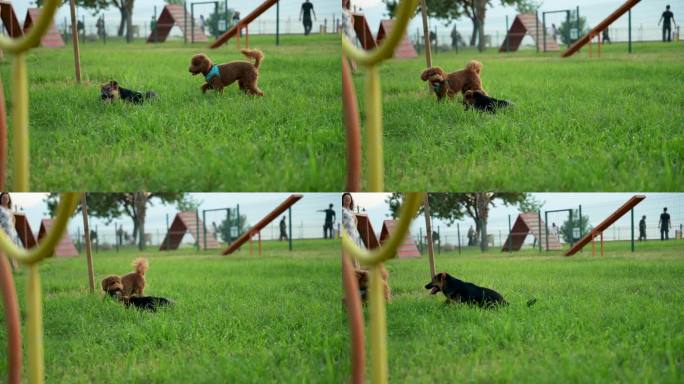 可爱的棕色狮子狗小狗在公园里玩耍