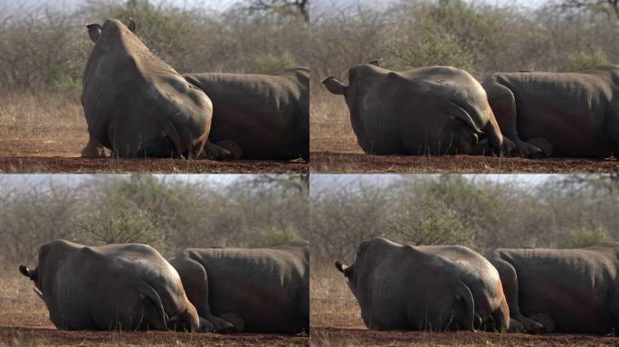 一只白犀牛坐着，然后躺下的背影