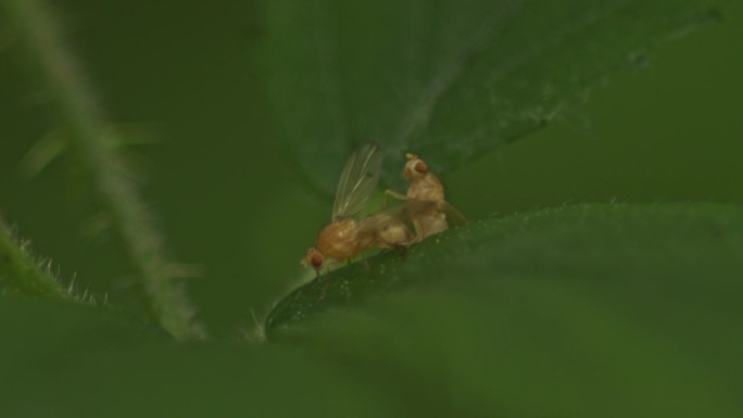 林地绿叶上交配的黄色小蝇科苍蝇的微距镜头