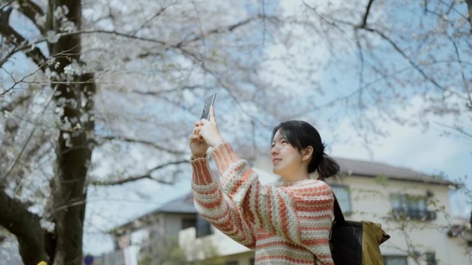 一名亚洲女游客用智能手机给樱花拍照。