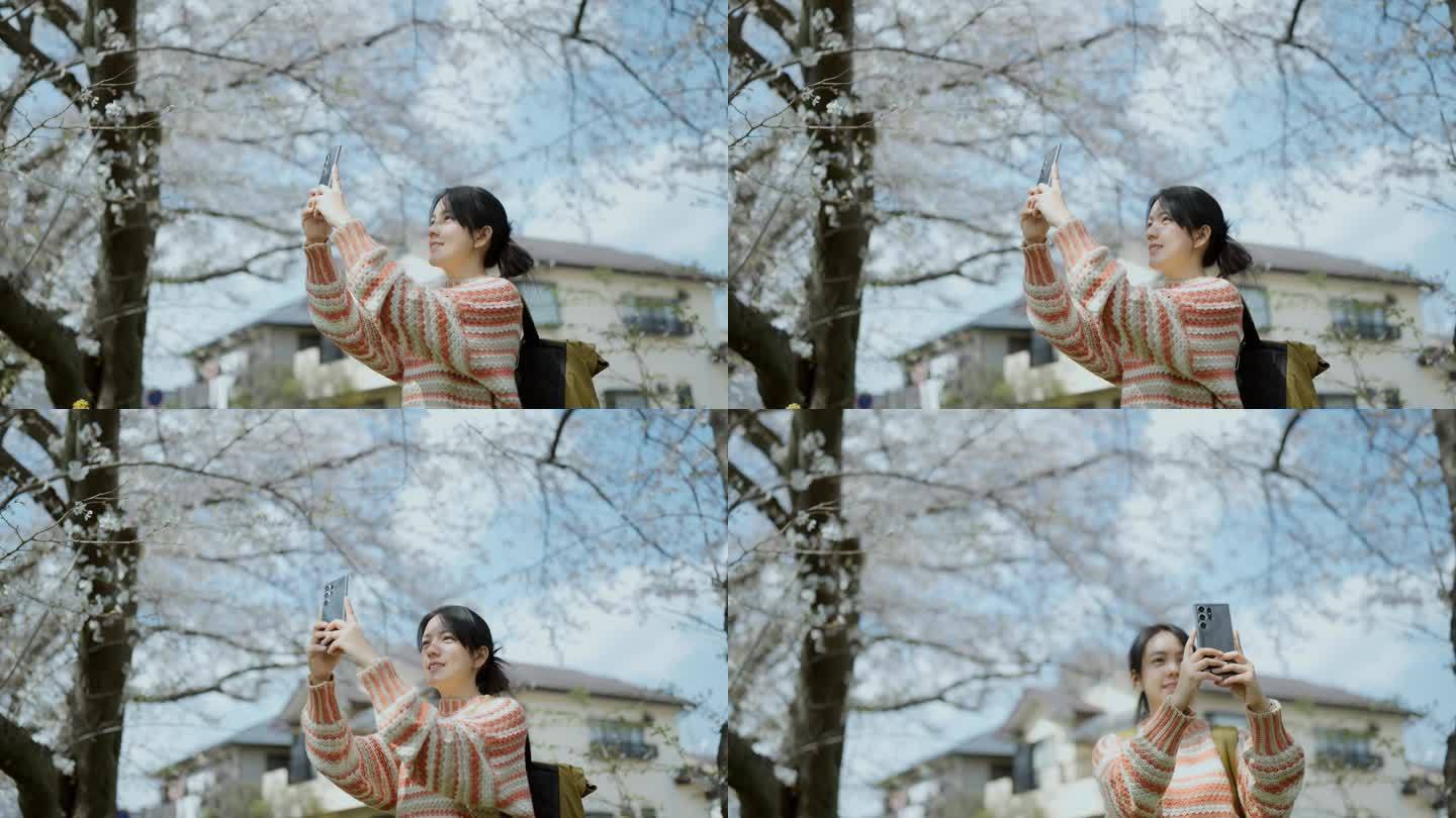 一名亚洲女游客用智能手机给樱花拍照。