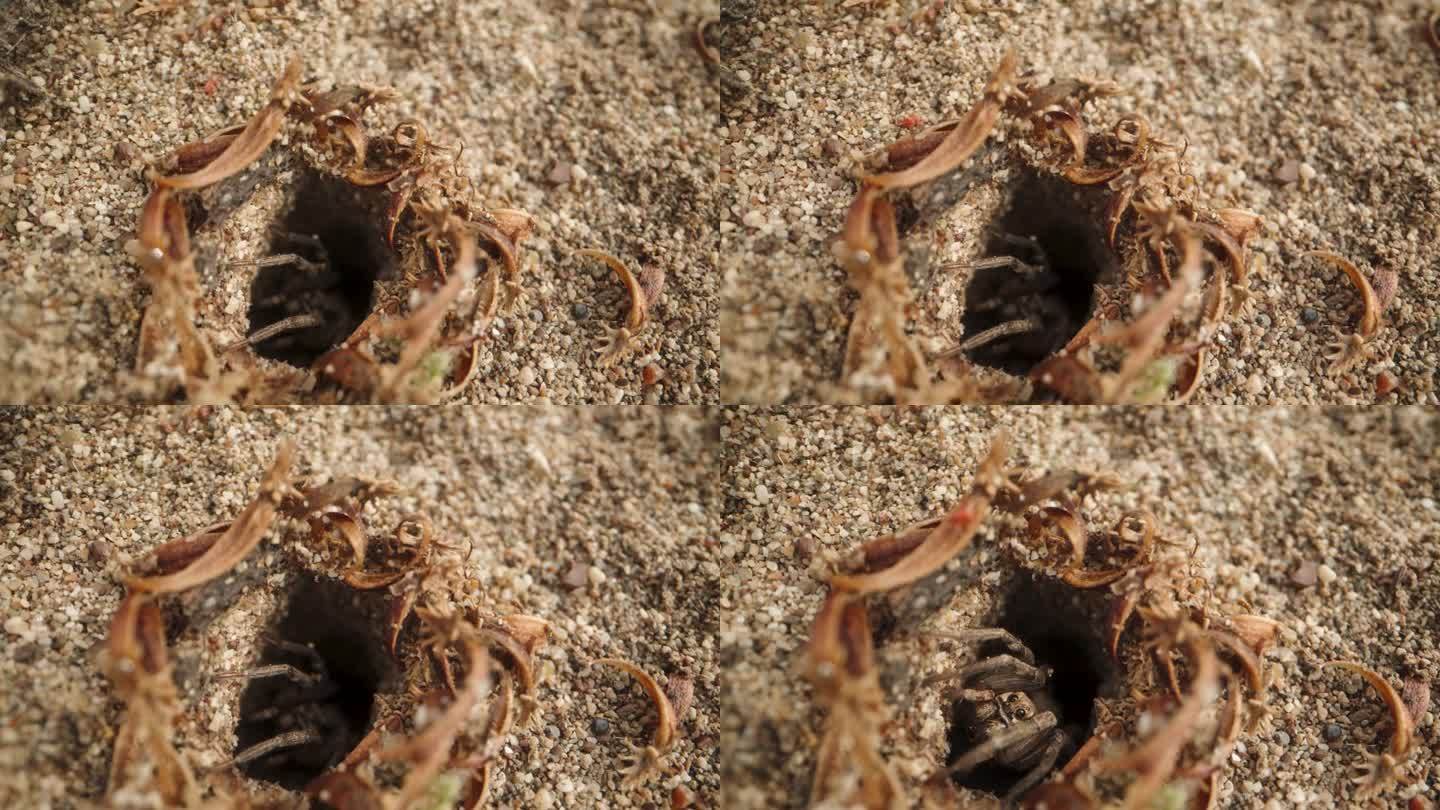 摄像机慢慢靠近沙洞，突然，一只蜘蛛从洞里冲了出来。微距小车拍摄。