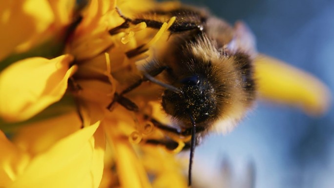 大黄蜂坐在一朵黄花上