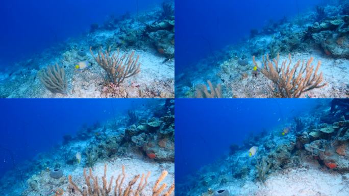 加勒比海珊瑚礁中的天使鱼