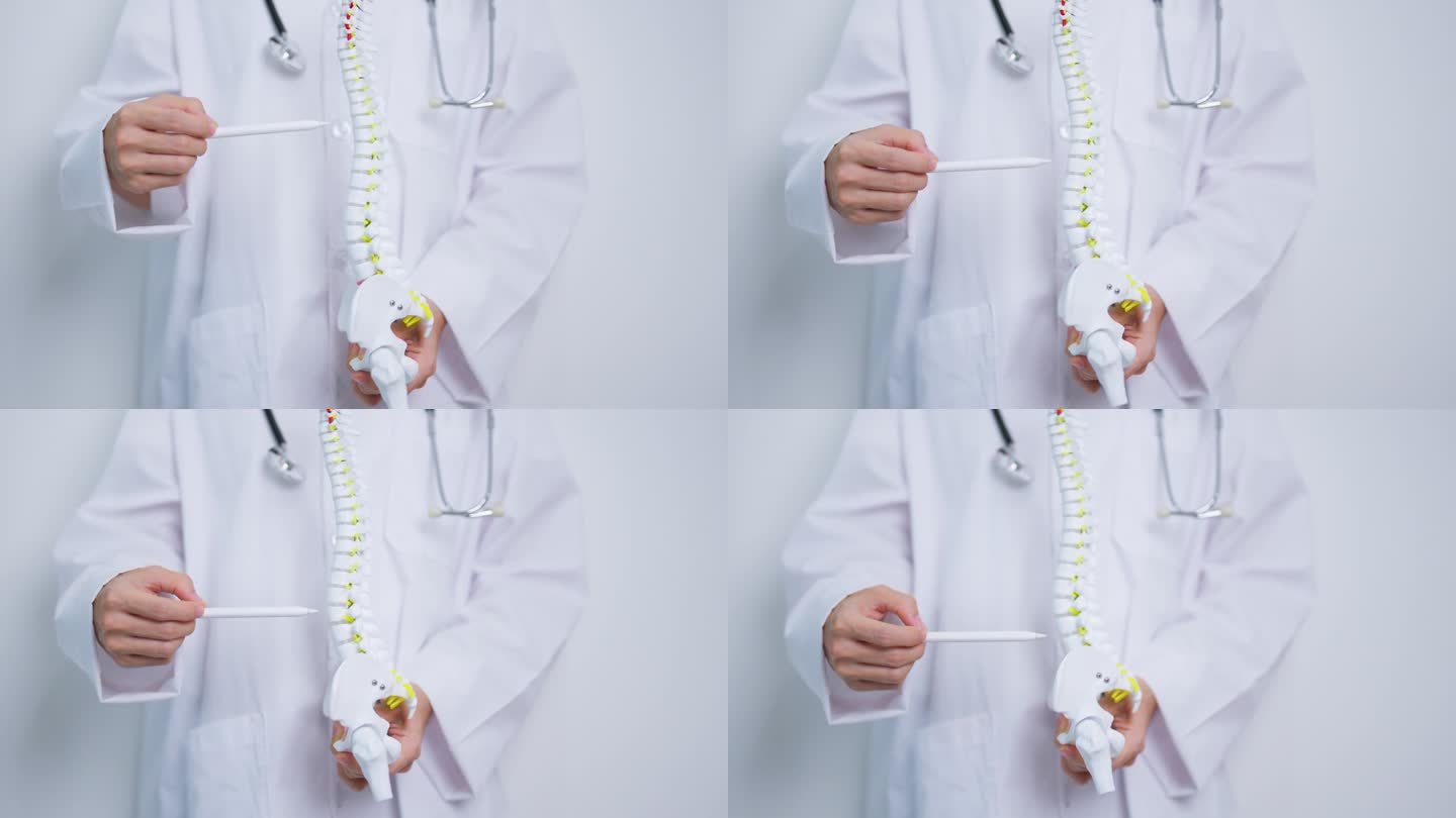 医生与人体脊柱解剖模型。脊髓紊乱和疾病，背痛，腰椎，骶骨骨盆，颈椎，胸椎，尾骨，骨科，脊椎按摩，办公