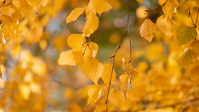 小清新秋季素材 树枝树叶秋叶