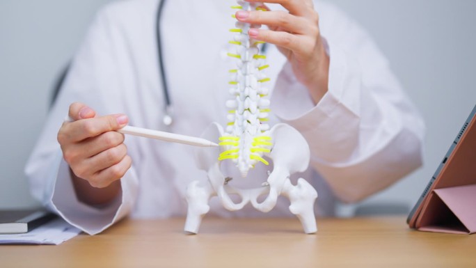 医生与人体脊柱解剖模型。脊髓紊乱和疾病，背痛，腰椎，骶骨骨盆，颈椎，胸椎，尾骨，骨科，脊椎按摩，办公