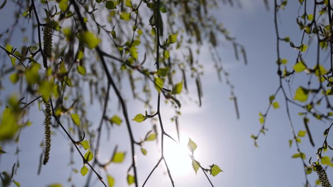 春天长出新绿叶子的桦树幼苗