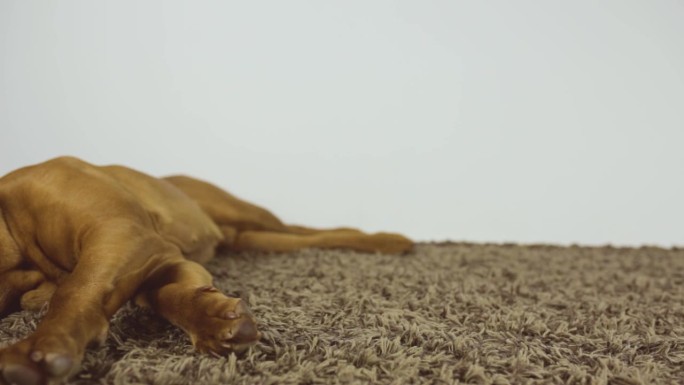 一只漂亮的法国獒犬小狗躺在长椅上看着镜头。大狗躺在地毯上，伸出大爪子。