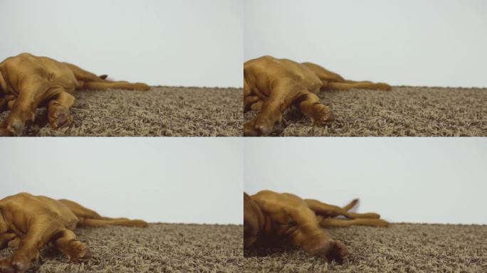 一只漂亮的法国獒犬小狗躺在长椅上看着镜头。大狗躺在地毯上，伸出大爪子。