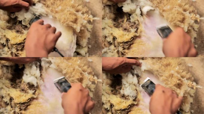 在印度尼西亚的一个乡村农场，农民们正在给动物剃毛。羊被放在地上。中杯。