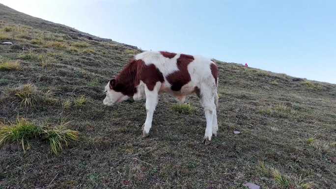 山坡上吃草的牛牛群视觉冲击力畜牧业