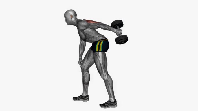 哑铃三头肌踢回单臂健身运动锻炼动画男性肌肉突出演示4K分辨率60 fps