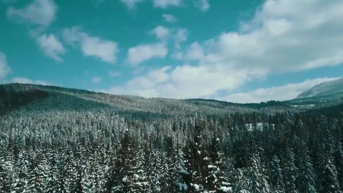 山脉积雪喀尔巴阡山脉针叶林滑雪场美丽的风景航拍视频4K