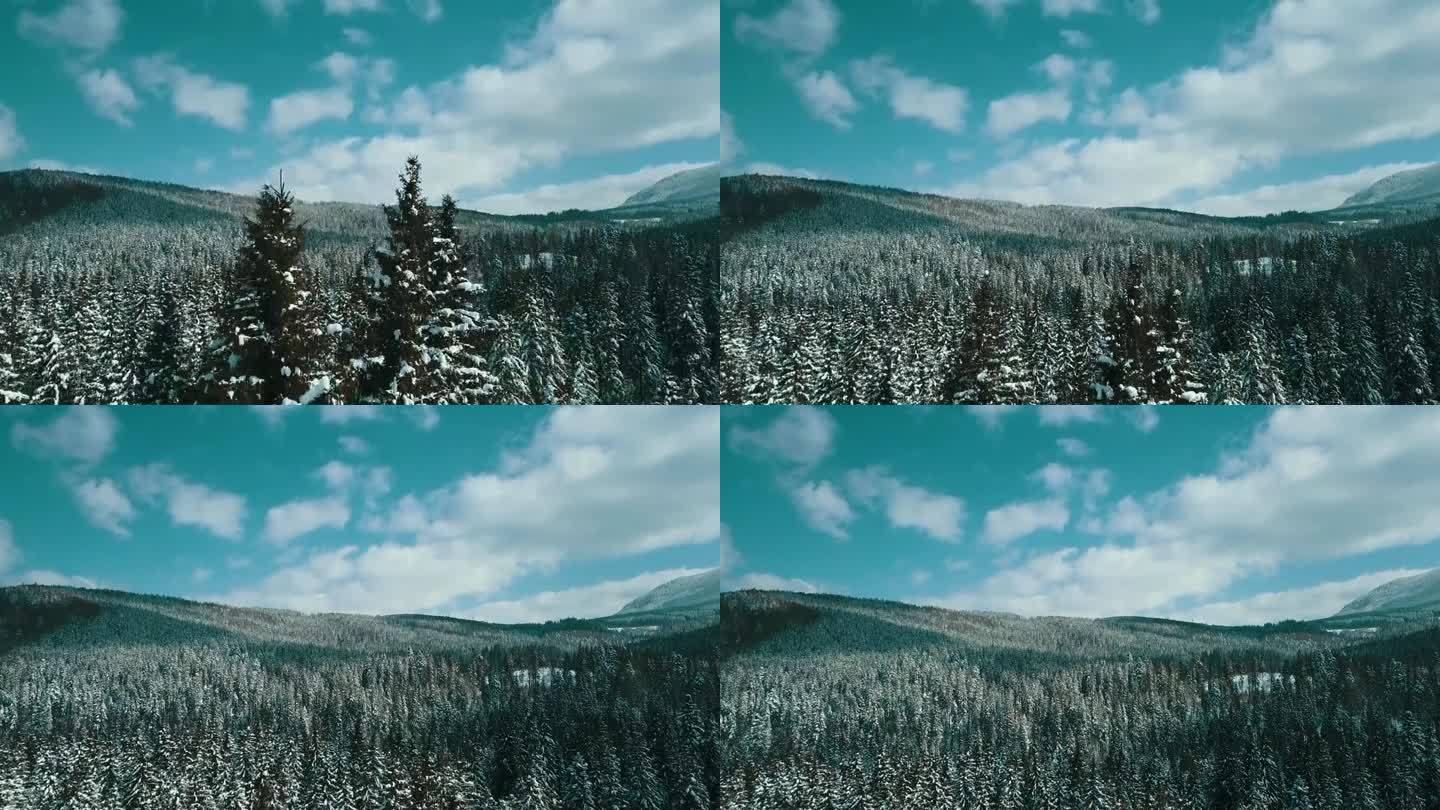 山脉积雪喀尔巴阡山脉针叶林滑雪场美丽的风景航拍视频4K