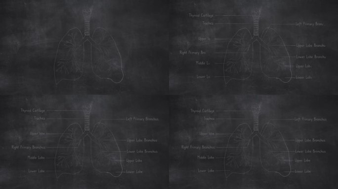 人体肺部解剖手绘在黑板上