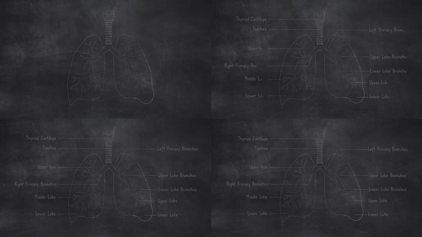 人体肺部解剖手绘在黑板上